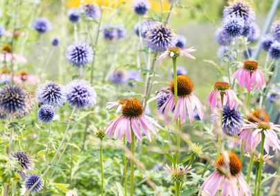 Image of a field of wildflowers 